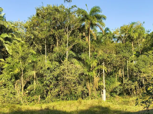 Imagem 7: Chácara no Km 17 Apenas 400 Metros da Br 277 Área de 66.600M² com Escritura e Matricula Proximo a Paranaguá-Pr