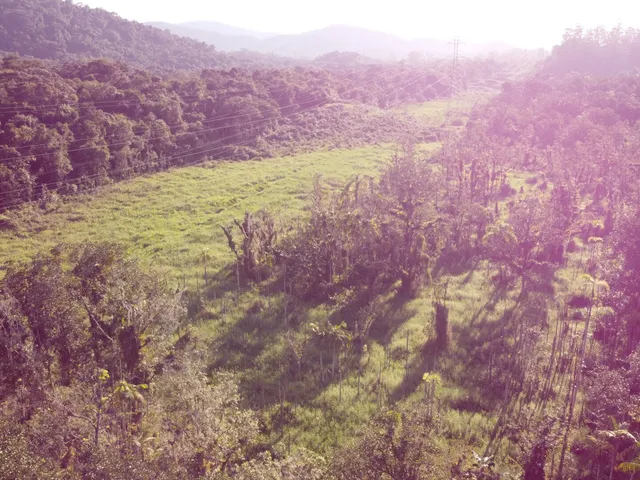Imagem 15: Chácara no Km 17 Apenas 400 Metros da Br 277 Área de 66.600M² com Escritura e Matricula Proximo a Paranaguá-Pr
