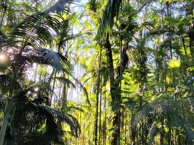 Imagem 14: Chácara no Km 17 Apenas 400 Metros da Br 277 Área de 66.600M² com Escritura e Matricula Proximo a Paranaguá-Pr