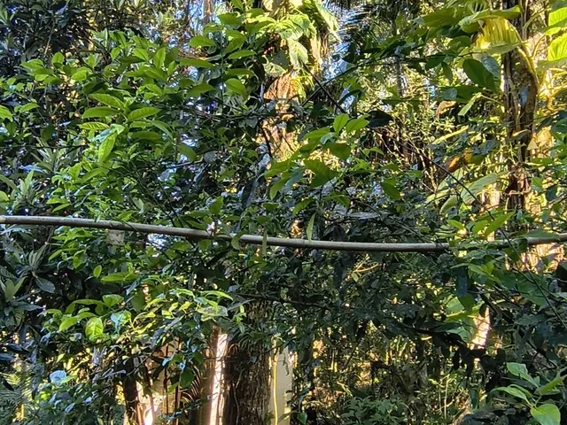 Imagem 2: Chácara no Km 17 Apenas 400 Metros da Br 277 Área de 66.600M² com Escritura e Matricula Proximo a Paranaguá-Pr