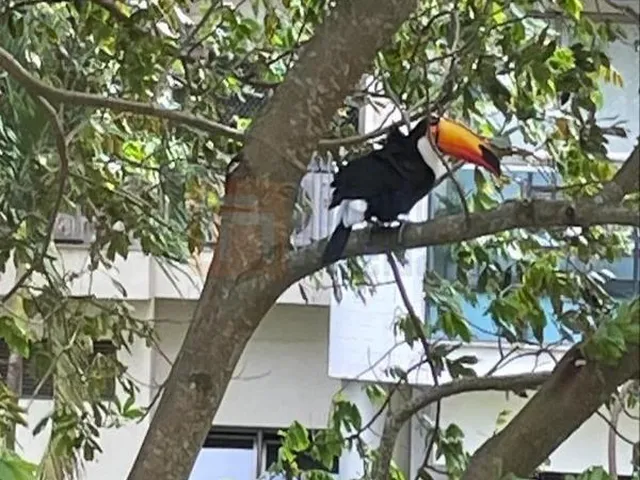 Imagem 5: Magnífico Apartamento à Venda Mobilíado Decorado Santa Mônica Jardins Condomínio