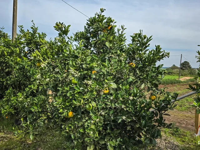 Imagem 11: CHACARA RURAL em SÃO JOSÉ DOS PINHAIS - PR, Malhada