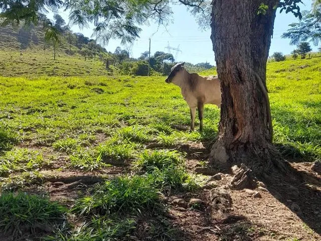 Imagem 4: Vendo Excelente Sítio em Bonfim/Mg ,Com 9 Hectares de Área Total (90.000 M²)