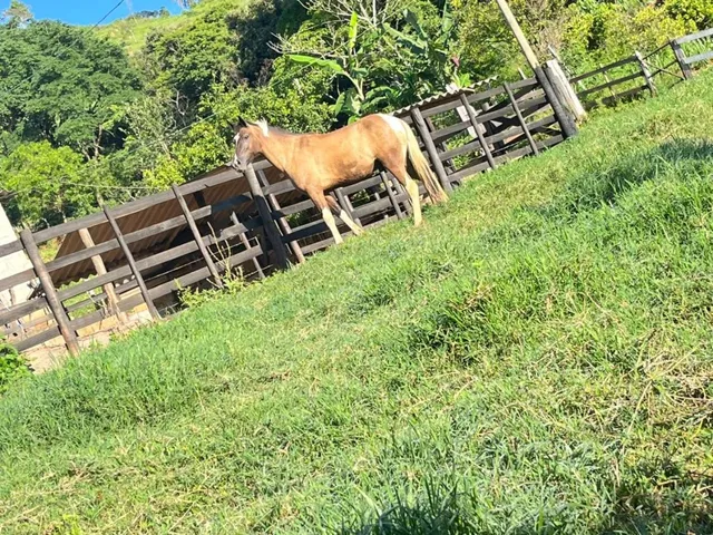 Imagem 3: Vendo um excelente sítio em Crucilândia/MG , área total de 3 hectares (30.000 m²