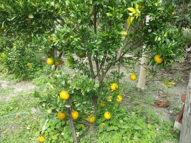 Imagem 2: Vendo um ótimo sítio na região de Bom Despacho , com 18.600 m² de terra