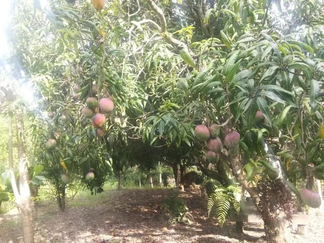 Imagem 16: Vendo um ótimo sítio na região de Bom Despacho , com 18.600 m² de terra