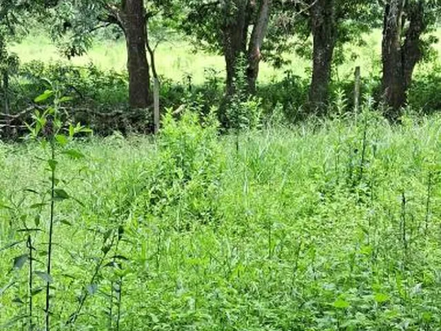 Imagem 15: Sítio a venda de 8,6 hectares (86.000 m²) em Brumadinho/MG