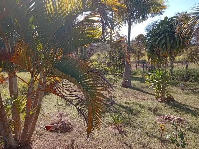 Imagem 2: Vendo um excelente sítio na cidade de Piracema/Mg com 5 hectares de terra