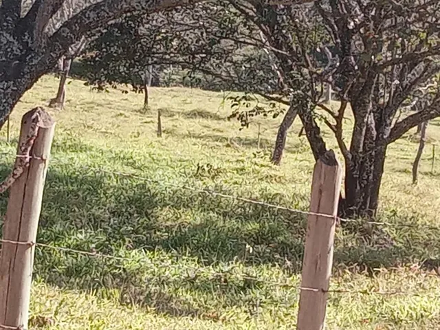 Imagem 15: Vendo um excelente sítio na cidade de Piracema/Mg com 5 hectares de terra