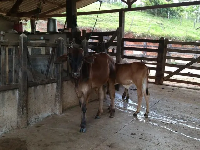 Imagem 10: Vendo um belíssimo sítio em Carmópolis de Minas com 10 hectares de terra