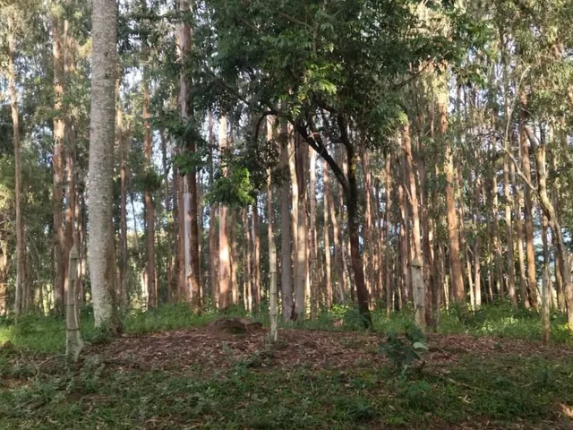 Imagem 13: Vendo um belíssimo sítio em Carmópolis de Minas com 10 hectares de terra