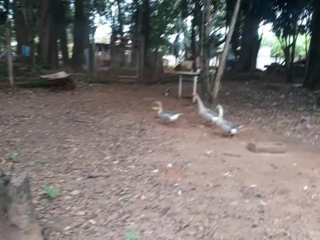 Imagem 11: Venda de Sítio em Igarapé/MG / com 8.000 m²