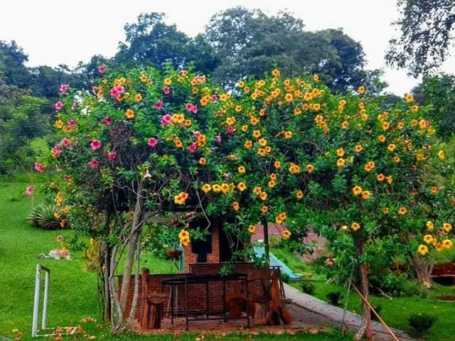Imagem 7: Vendo Sítio Espetacular em Itatiaiuçu/MG ,com 8.000 m² de área total
