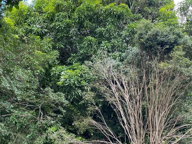 Imagem 2: Vendo uma ótima chácara em Itaguara/MG com 23.000 m²