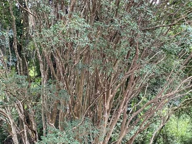 Imagem 6: Vendo uma ótima chácara em Itaguara/MG com 23.000 m²