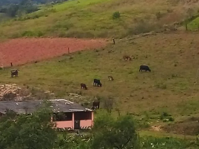 Imagem 9: Vendo Chácara em Crucilândia com 5.000 m² de area