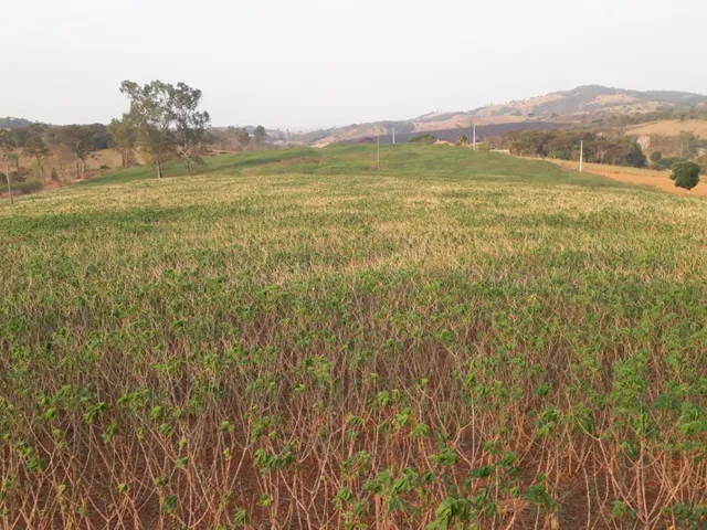 Imagem 9: CHÁCARAS À VENDA EM CRUCILÂNDIA - MG com 10.000 m², toda plana