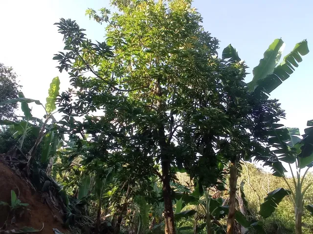 Imagem 9: Vendo chácara em Crucilândia/MG - com 4.500 m² de área