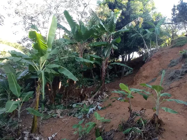 Imagem 10: Vendo chácara em Crucilândia/MG - com 4.500 m² de área