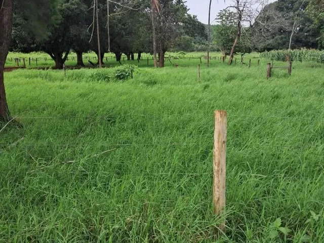 Imagem 14: FAZENDA a venda 95ha em CURVELO/MG