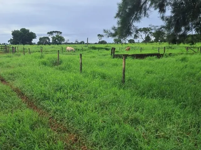Imagem 15: FAZENDA a venda 95ha em CURVELO/MG