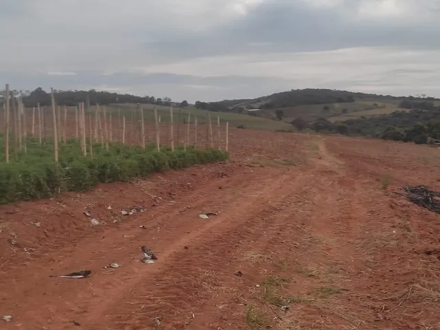 Imagem 9: FAZENDA À VENDA - CRUCILÂNDIA (MG) 120 hectares de área total