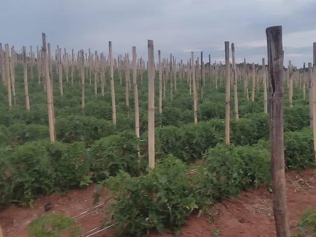 Imagem 14: FAZENDA À VENDA - CRUCILÂNDIA (MG) 120 hectares de área total