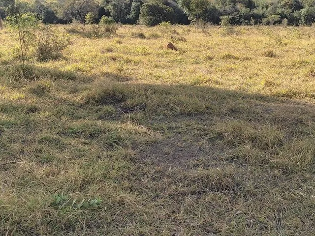 Imagem 3: Vendo uma excelente fazenda na região de Itaúna/MG 212 hectares de terra