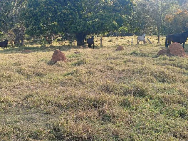 Imagem 8: Vendo uma excelente fazenda na região de Itaúna/MG 212 hectares de terra