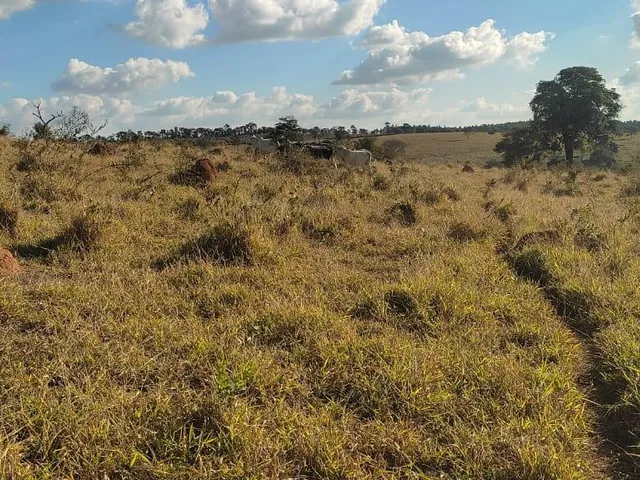 Imagem 9: Vendo uma excelente fazenda na região de Itaúna/MG 212 hectares de terra