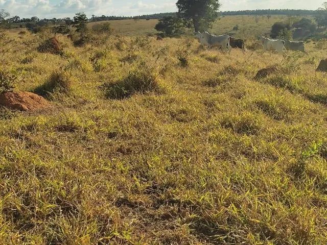 Imagem 14: Vendo uma excelente fazenda na região de Itaúna/MG 212 hectares de terra