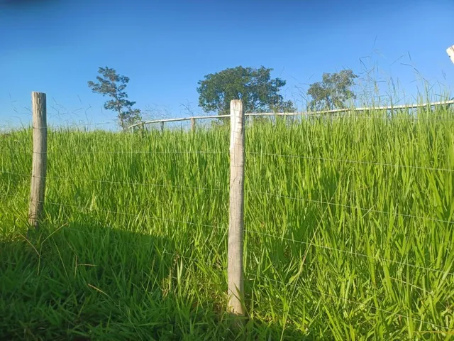 Imagem 3: Vendo excelente fazendinha em Esmeraldas/MG 78 hectares de terra