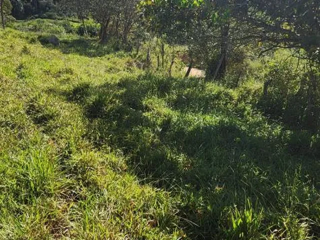 Imagem 5: Vende-Se Excelente Terreno em Bonfim/Mg com Área Total de 23 Hectares, Toda Formada