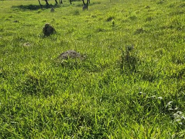 Imagem 6: Vende-Se Excelente Terreno em Bonfim/Mg com Área Total de 23 Hectares, Toda Formada
