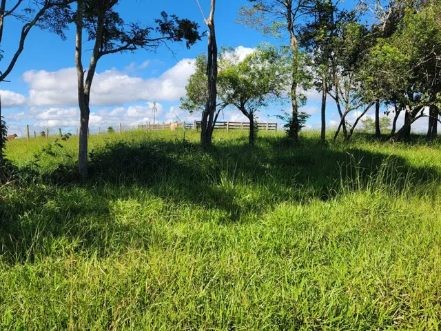 Imagem 7: Vende-Se Excelente Terreno em Bonfim/Mg com Área Total de 23 Hectares, Toda Formada