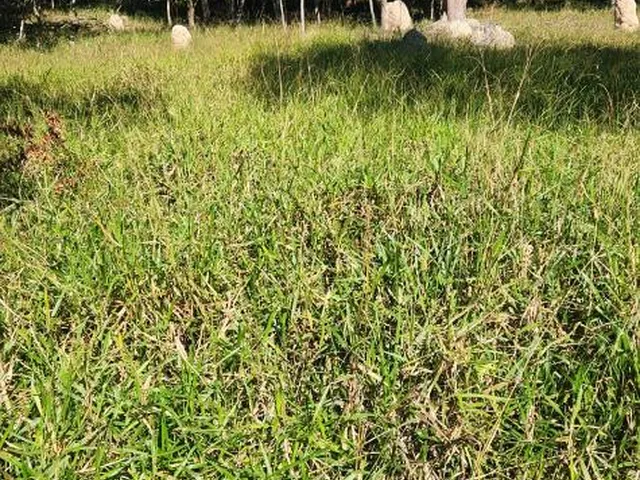 Imagem 8: Vende-Se Excelente Terreno em Bonfim/Mg com Área Total de 23 Hectares, Toda Formada