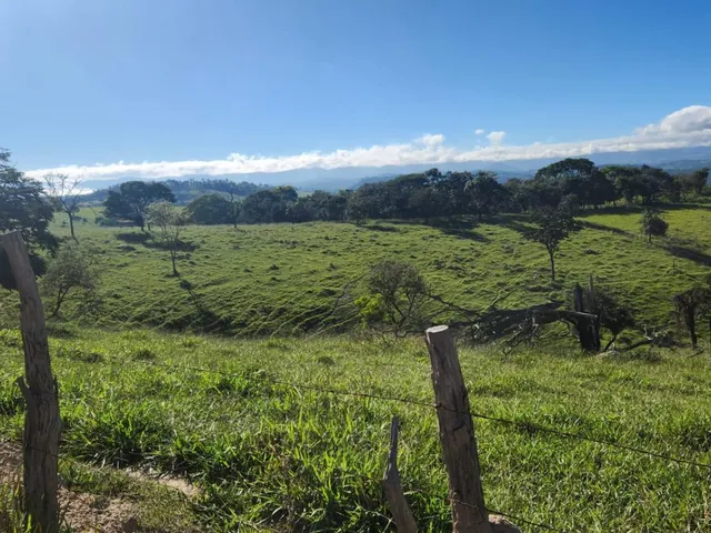 Imagem 9: Vende-Se Excelente Terreno em Bonfim/Mg com Área Total de 23 Hectares, Toda Formada