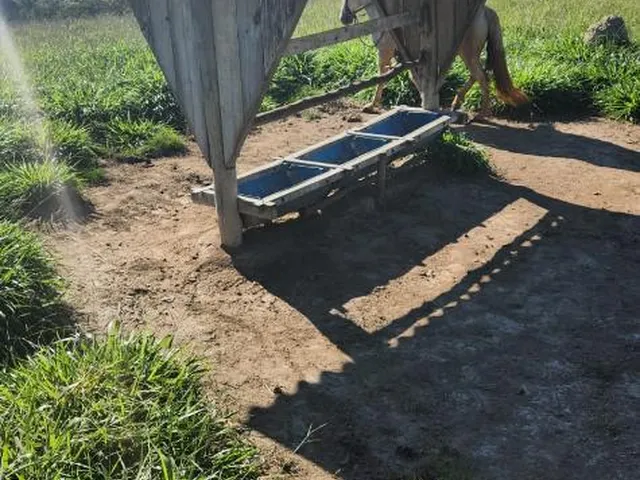Imagem 12: Vende-Se Excelente Terreno em Bonfim/Mg com Área Total de 23 Hectares, Toda Formada