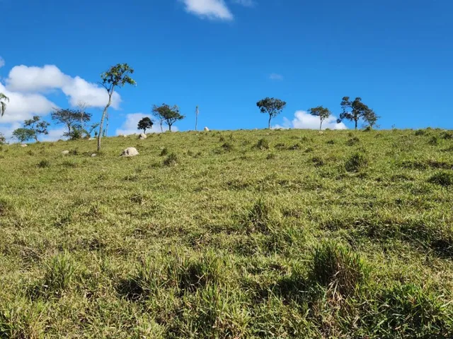 Imagem 15: Vende-Se Excelente Terreno em Bonfim/Mg com Área Total de 23 Hectares, Toda Formada