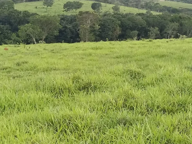 Imagem 2: Terreno a venda de 24,3 hectares às margens do Rio Picão