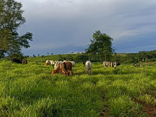 Imagem 3: Terreno a venda de 24,3 hectares às margens do Rio Picão