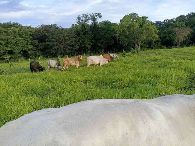 Imagem 11: Terreno a venda de 24,3 hectares às margens do Rio Picão