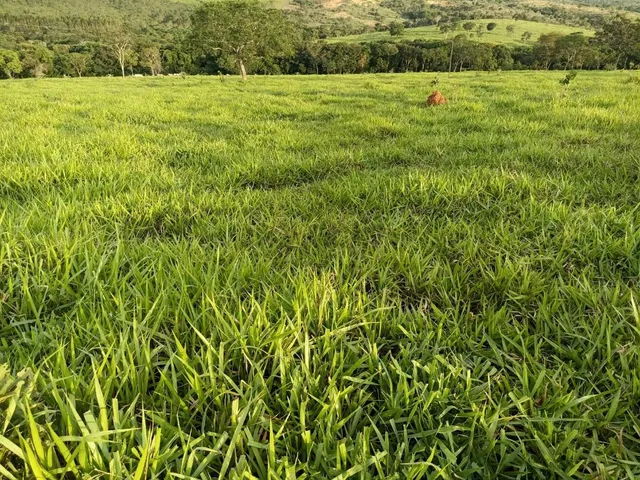 Imagem 12: Terreno a venda de 24,3 hectares às margens do Rio Picão