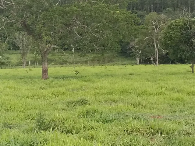 Imagem 14: Terreno a venda de 24,3 hectares às margens do Rio Picão
