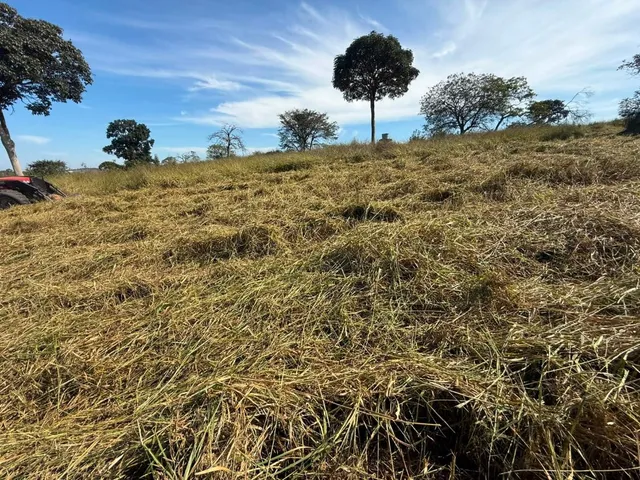 Imagem 14: FAZENDA À VENDA EM CARMÓPOLIS DE MINAS /Área total: 315 hectares