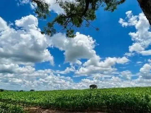 Imagem: FAZENDA À VENDA 53 HECTARES
