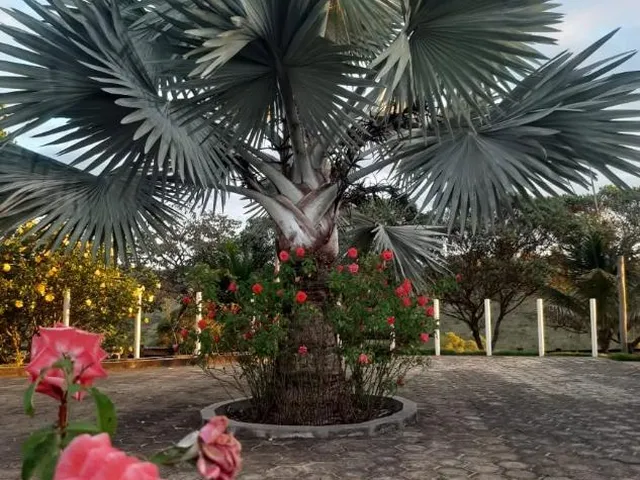 Imagem 3: Vendo uma fazendinha espetacular em Carmópolis de Minas/MG 35 hectares