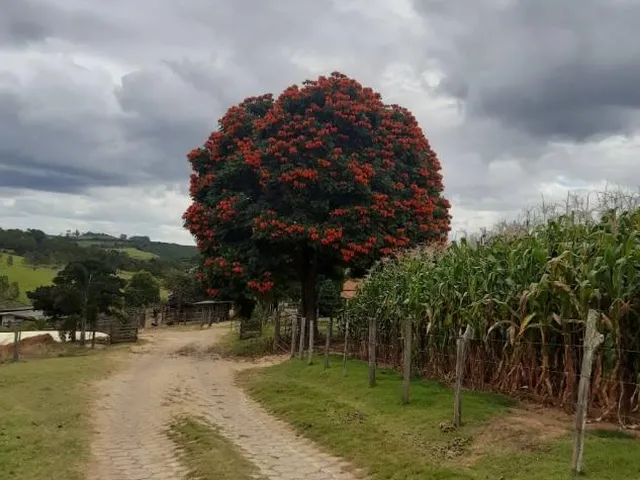 Imagem 7: Vendo uma fazendinha espetacular em Carmópolis de Minas/MG 35 hectares