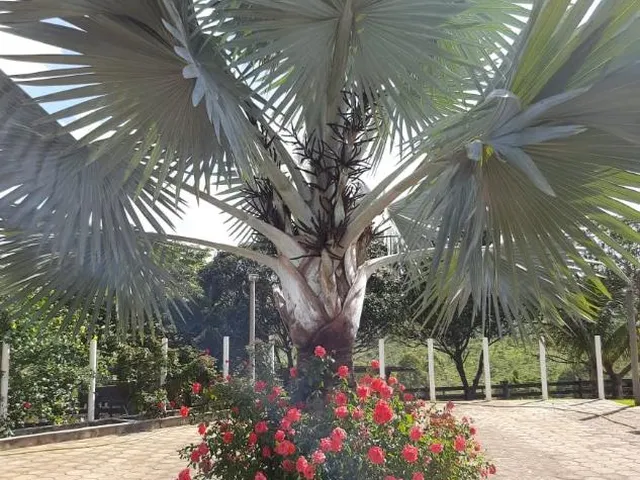 Imagem 9: Vendo uma fazendinha espetacular em Carmópolis de Minas/MG 35 hectares