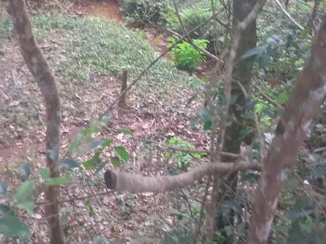 Imagem 3: VENDO FAZENDINHA NA REGIÃO DE Brumadinho / MG Área total de 14 hectares